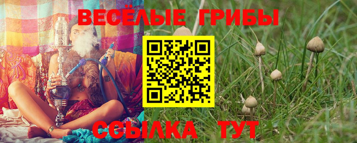 Псилоцибиновые грибы Psilocybe Вышний Волочёк